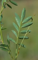 Tephrosia semiglabra