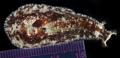 Dolabrifera dolabrifera
