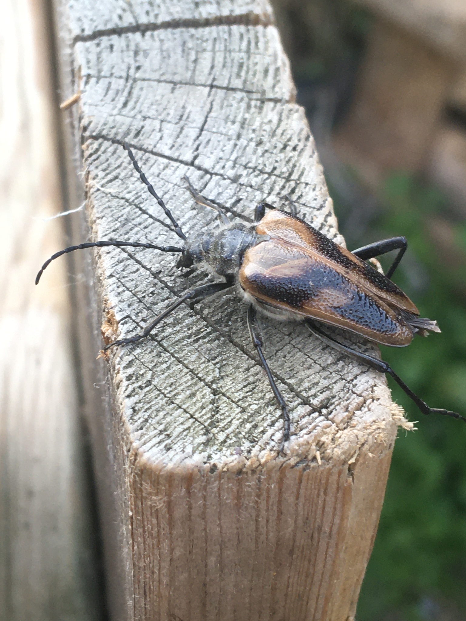 カタキカタビロハナカミキリ (Pachyta lamed) · iNaturalist