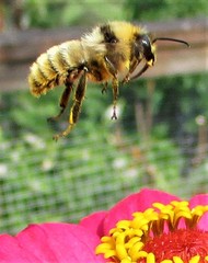 Bombus californicus