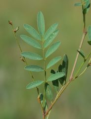 Tephrosia semiglabra