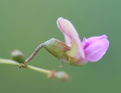 Tephrosia semiglabra