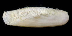 Leiosolenus