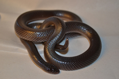 Atractaspis bibronii