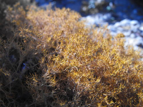 Teloschistes capensis image