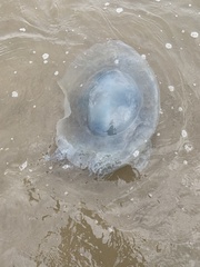 Rhizostoma octopus