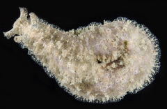 Dolabrifera dolabrifera
