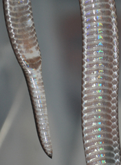 Atractaspis bibronii