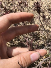 Cordylanthus kingii helleri