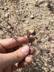 Cordylanthus kingii helleri