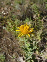 Berkheya cruciata cruciata