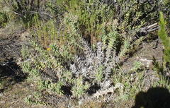 Berkheya cruciata cruciata