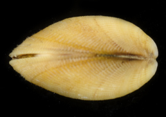 Brachidontes