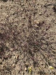 Cordylanthus kingii helleri