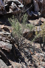 Asparagus capensis capensis