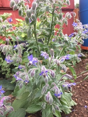 Borago