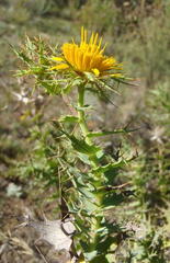 Berkheya cruciata cruciata