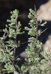 Asparagus capensis capensis