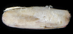 Leiosolenus
