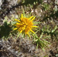 Berkheya cruciata cruciata
