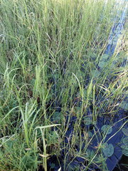 Equisetum fluviatile