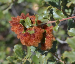 Andricus crystallinus