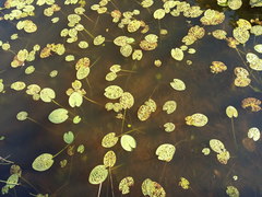 Nuphar lutea
