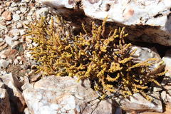 Crassula muscosa muscosa