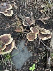 Fungi