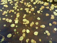 Nuphar lutea