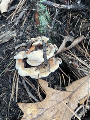 Fungi