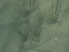 Cymodocea nodosa