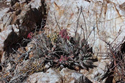 Cotyledon flanaganii