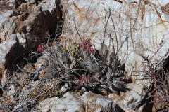 Cotyledon orbiculata orbiculata