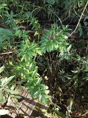 Cicuta virosa