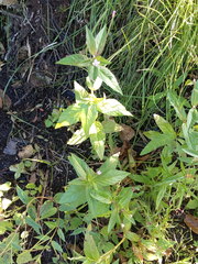 Epilobium adenocaulon