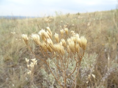 Jurinea multiflora