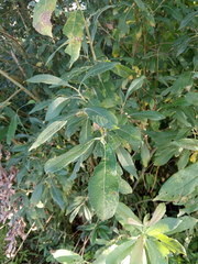 Salix cinerea