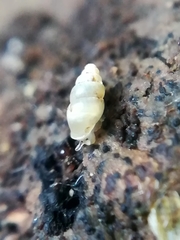 Carychium tridentatum