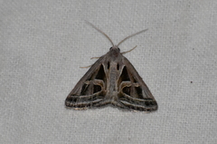 Callistege diagonalis