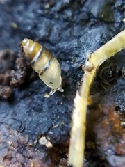 Carychium tridentatum