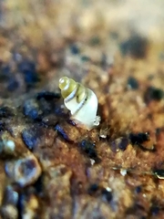 Carychium tridentatum