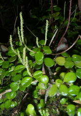Peperomia retusa