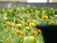 Iphiclides feisthamelii