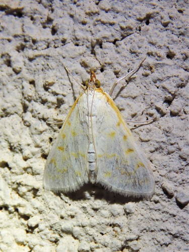Hahncappsia coloradensis photo 2