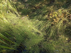 Equisetum fluviatile