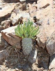 Tylecodon wallichii ecklonianus