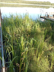 Equisetum fluviatile