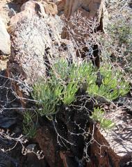 Tylecodon wallichii ecklonianus