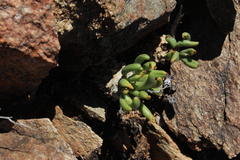 Tylecodon wallichii ecklonianus